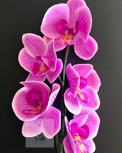 Sugar moth orchids  - Cake by Andrea 