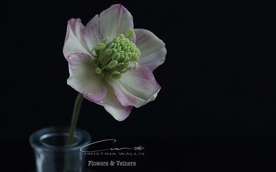 Hellebore / Winter Rose Flower - Cake by Christina Wallis Flowers  & Veiners 
