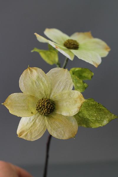 Wafer paper dogwood flowers. - Cake by Tanya Semenets (Hatano)