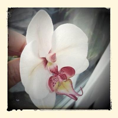 moth orchid - Cake by Cristiana Ginanni