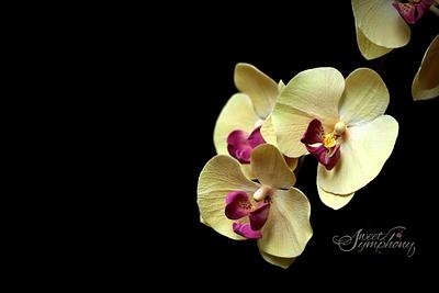 phalaenopsis/Moth Orchids - Cake by Sweet Symphony