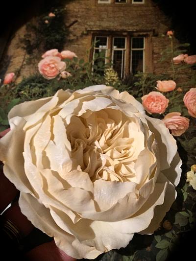 Cream English style sugar rose - Cake by Lisa Templeton