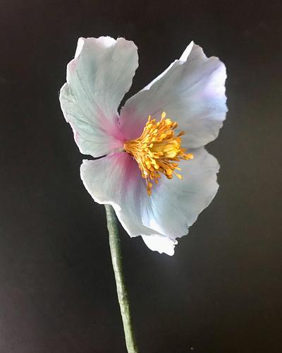 Himalayan poppy - Cake by Andrea 