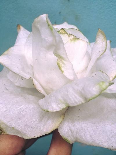White Wafer Paper Rose - Cake by Daniel Guiriba