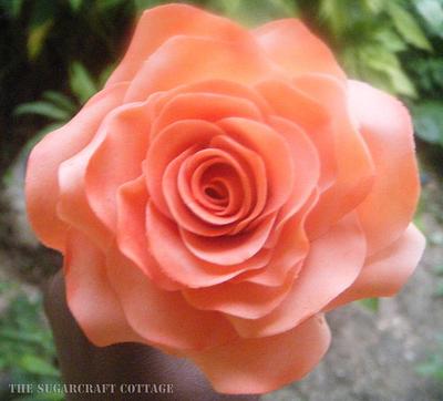 Peach and dust pink rose - Cake by kmac