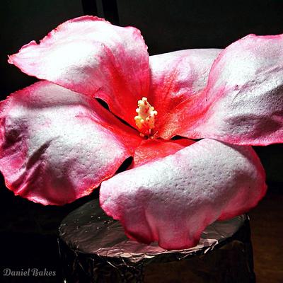 Hibiscus Wafer Paper Flower - Cake by Daniel Guiriba