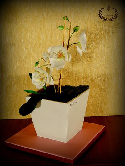 Moth orchid cake - Cake by Anna