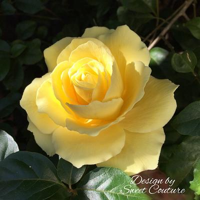 My yellow sugar rose. - Cake by Sweet Couture 