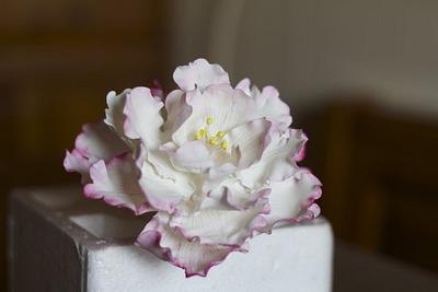 Peony - Cake by Giogio