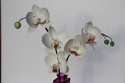 Moth orchid - Cake by Giogio