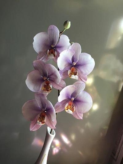 Phalaenopsis orchid - Cake by Piro Maria Cristina