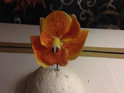 Vanda orchid from gumpaste - Cake by Carrie68