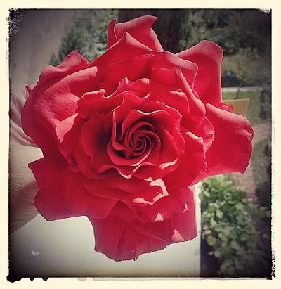 red rose - Cake by Cristiana Ginanni