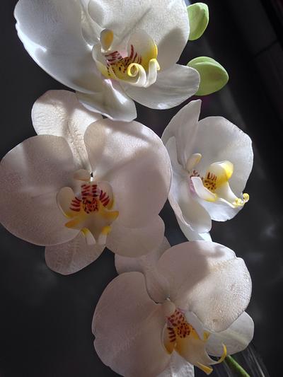 My new orchid... - Cake by Piro Maria Cristina