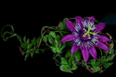 Passion flower - Cake by AnnaCakes