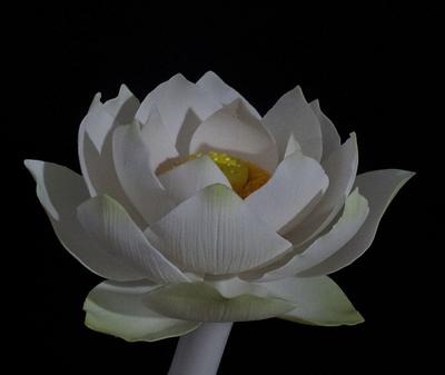 gumpaste lotus - Cake by Tina Nguyen
