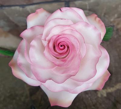 Pink-White Rose - Cake by StyledSugar