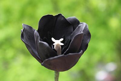 Black tulip - Cake by cakesbyoana