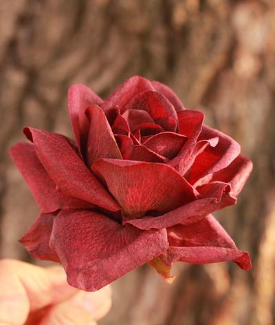Wafer paper rose 🌹  - Cake by  Alena Ujshag