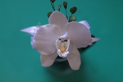 My first Orchid sugar flower - Cake by Diana's Cakery