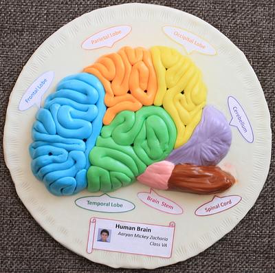 Human Brain with Fondant - Cake by Swapna Mickey