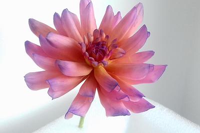 Dahlia flower - Cake by Agnes Havan-tortadecor.hu