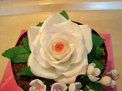 my 1. rose - Cake by MarcelkaS