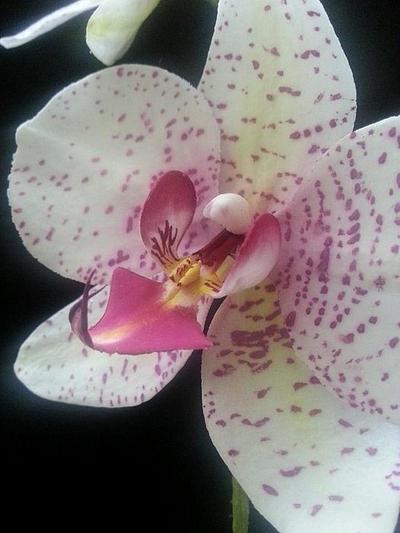 Sugar Moth Orchid - Cake by La Lavande Sugar Florist