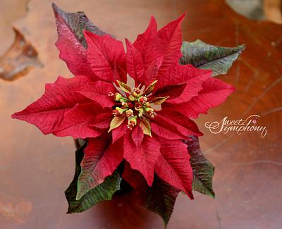 Red sugar Poinsettia - Cake by Sweet Symphony
