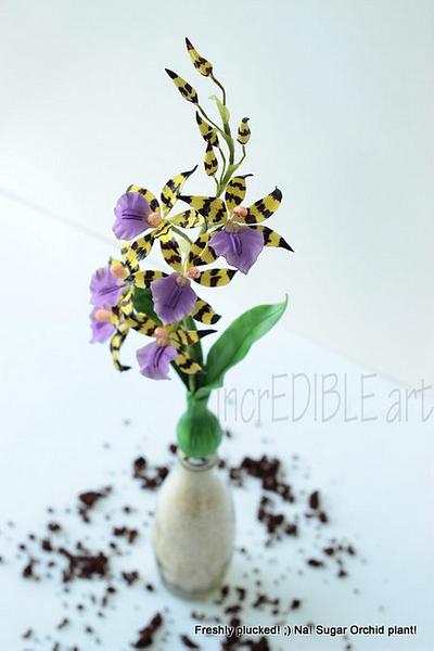 Lemboglossum-Sugarcraft Orchid Plant - Cake by Rumana Jaseel
