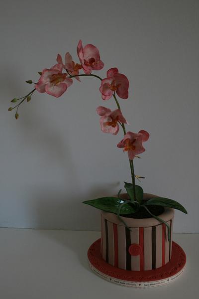 Pot of orchids - Cake by Judy