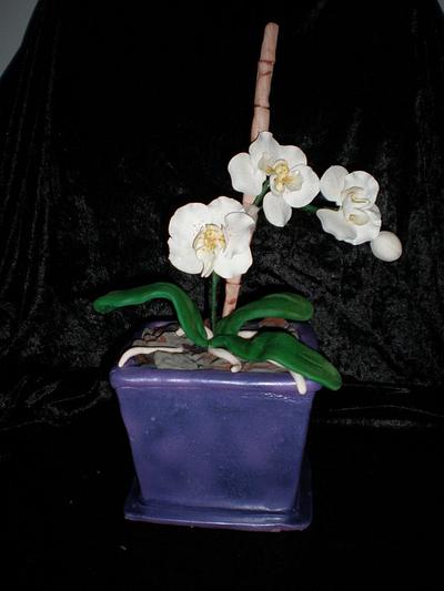 Phalanenopsis in a pot  - Cake by Sugarart Cakes