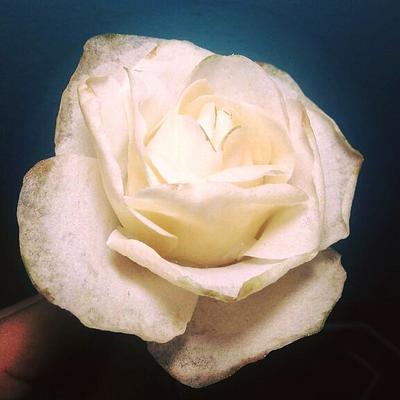 White Rose  - Cake by Daniel Guiriba