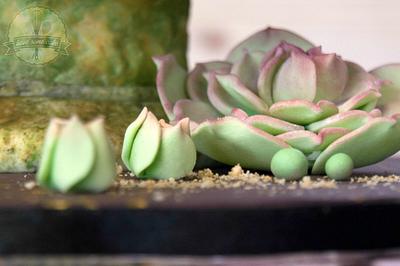 Succulents for Mom - Cake by Have Some Cake