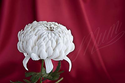 Gumpaste Chrysanthemum - Cake by Tina Nguyen