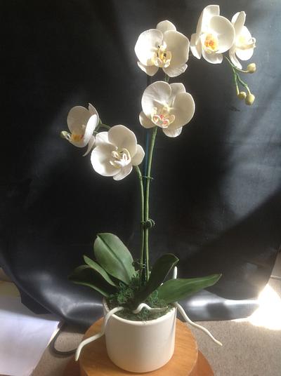 Gumpaste phelonopsis orchid - Cake by Karen Blunden