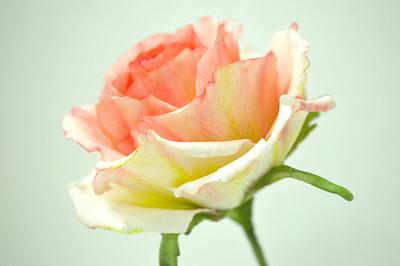 Rose for Mothers's Day  - Cake by ShrutisCakeAddiction