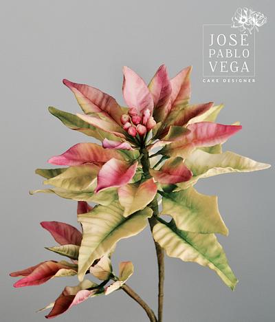 Ponsettia 2017 - Cake by José Pablo Vega