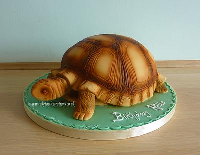 Shelley the Tortoise Cake - Cake by Caketastic Creations