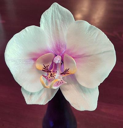 Sugar phalaenopsis orchid - Cake by Lori Snow