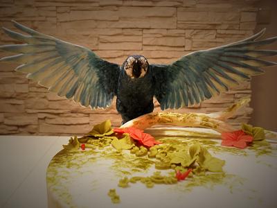 sugar parrot cake - Cake by timea
