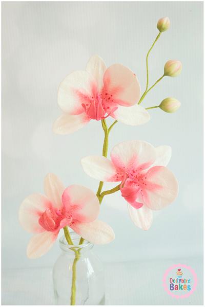 Sugar Moth Orchid - Cake by Dollybird Bakes