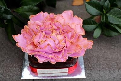 Pink and Gold - Cake by Sassy Cakes and Cupcakes (Anna)