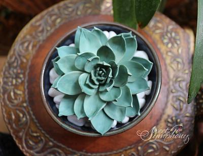 Gorgeous Echeveria Succulent  - Cake by Sweet Symphony