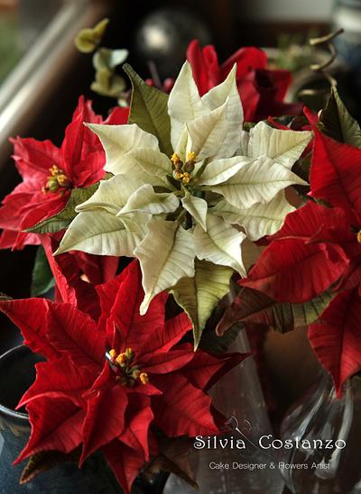 White and red Poinsettias - Cake by Silvia Costanzo