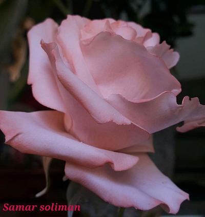 Sugar rose  - Cake by samar  soliman
