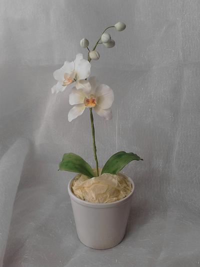Moth Orchid - Cake by VictoriaLouiseCakes