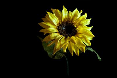 Sunflower... - Cake by Dolcezzeperlanima