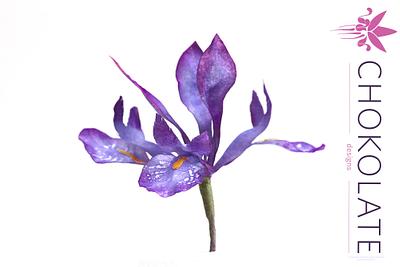 Wafer Paper Flower: Iris Pixie - Cake by ChokoLate Designs