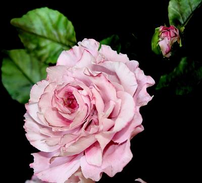 pink rose - Cake by Renata Brocca